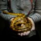 https://pixabay.com/zh/photos/snake-girl-holding-person-young-3064737/https://pixabay.com/zh/photos/snake-girl-holding-person-young-3064737/